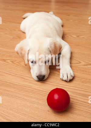 Labrador retriever puppy lying on the floor and playing with a red ball Stock Photo