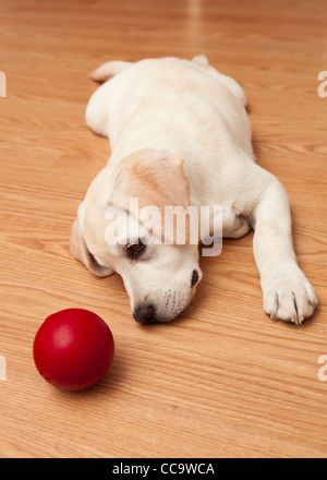 Labrador retriever puppy lying on the floor and playing with a red ball Stock Photo