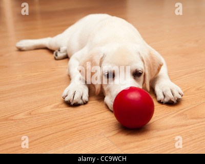 Labrador retriever puppy lying on the floor and playing with a red ball Stock Photo