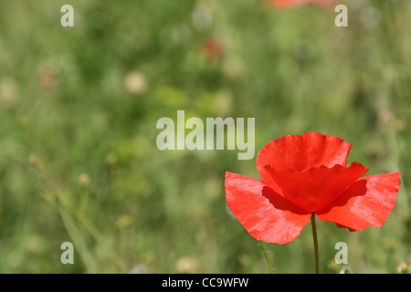 Single poppy flower set against the green blur of the grass and stems Stock Photo