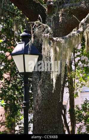 Street Light, Live Oak & Spanish Moss, Chippewa Square, Savannah, Georgia Stock Photo