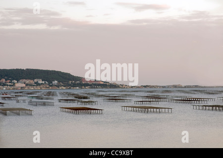 Oyster-Beds in the  Étang de Thau at Bouzigues in the Herault, Languedoc -Roussillon,Southern France,Shows Sete in background. Stock Photo