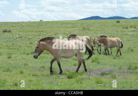 Herd of Przewalski's horses (Equus ferus przewalski) Stock Photo
