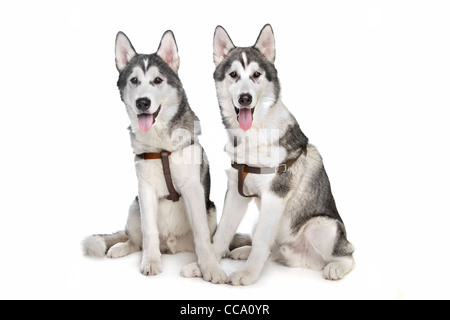 two Siberian husky puppies in front of a white background