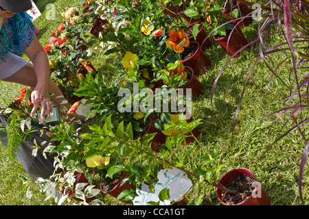 Country produce market at Yandina, Sunshine Coast, Queensland, Australia Stock Photo