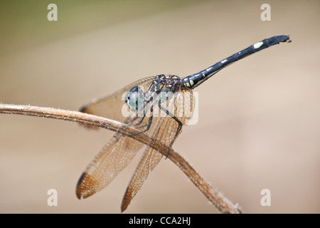 Blue-eyed darner, Aeshna multicolor (Rhionaeschna multicolor), in Penonome, Cocle province, Republic of Panama. Stock Photo