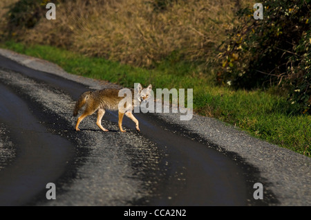 Coyote crossing the roadway in Ridgefield National Wildlife Refuge Stock Photo