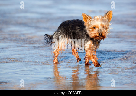Yorkshire Terrier; on the beach; UK Stock Photo