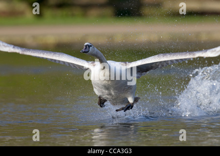 Mute Swan; Cygnus olor; running across water; UK Stock Photo