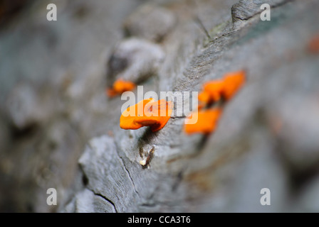 Bright orange fungi found on woody plant materials in tropical rain forest of Khao Yai National Park, Thailand Stock Photo