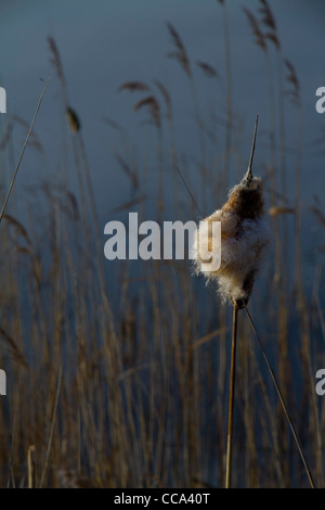 A bulrush bursting with seed exploding out of it Stock Photo
