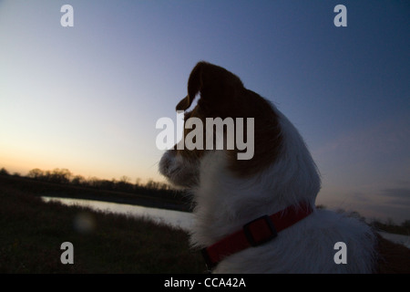 Profile of a Jack Russell terrier dog looking towards a body of water and evening sky Stock Photo