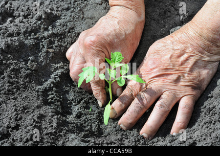 Senior woman planting a tomato seedling Stock Photo
