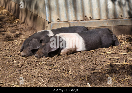 Saddleback Piglets (Sus scrofa domesticus). Slumbering in the sun, month old siblings. Two of a litter. Stock Photo