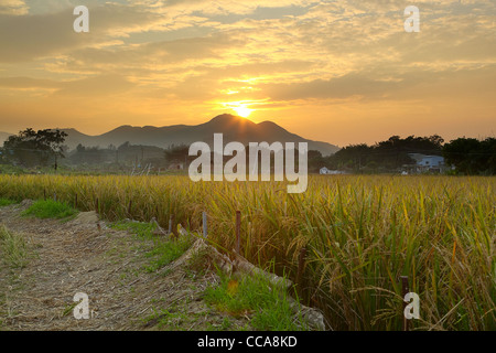 Golden sunset over farm field  Stock Photo