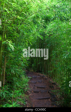 Bamboo Forest along the Pipiwai Trail, Haleakala National Park, Maui