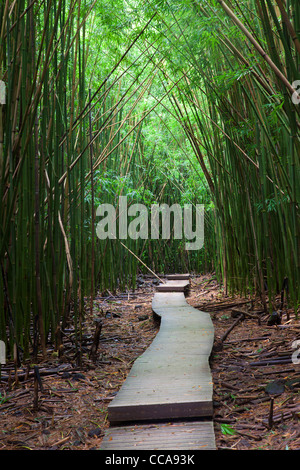 Bamboo forest along the Pipiwai trail to Waimoku Fall in the Kipahulu