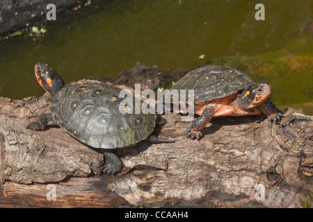 North American Spotted Turtles (Clemmys guttate). Been on floating log long enough for carapace to dry. Yellow spots less conspicuous as a result. Stock Photo