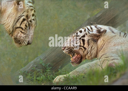 White tiger, panthera tigris, growling at her mate. Stock Photo
