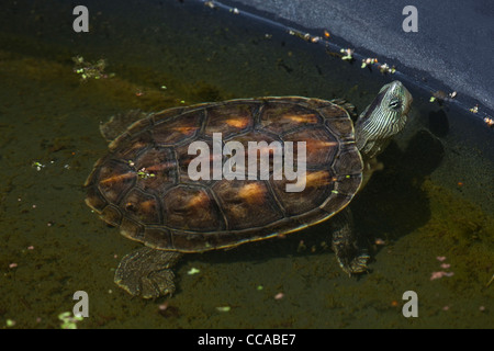 Chinese Stripe-necked Turtle (Ocadia sinensis). One of many Asian species 'harvested' for human food consumption. Stock Photo