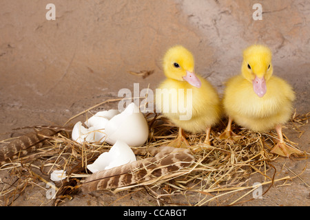 Twin little yellow ducklings standing on their nest Stock Photo