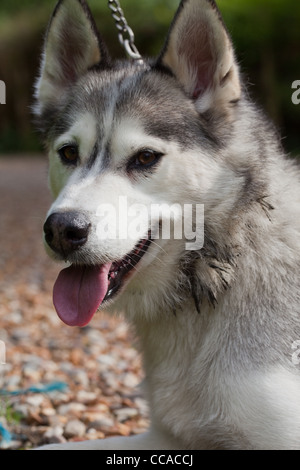 Siberian Husky (Canis lupus familiaris). Throat covered with found animal defecation/remains after deliberately rolling in it. Stock Photo