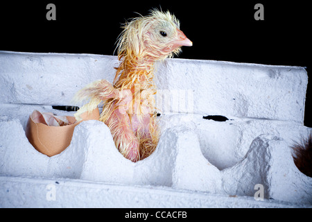 Little newly hatched chick in an egg box Stock Photo