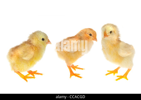Three little newly hatched yellow easter chicks on a white background Stock Photo