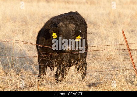 Black Angus (Aberdeen Angus) cattle behind barbed wire fence Stock Photo