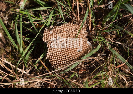 Honey Buzzard (Pernis apivorus), taken comb from a wasps's (Vespula sp.) nest, below ground. Stock Photo