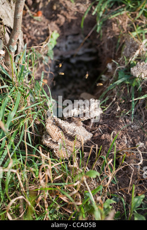Honey Buzzard (Pernis apivorus), taken out comb from a wasps's (Vespula sp.) nest, below ground. Norfolk. Stock Photo