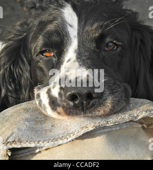 Sad dog, bad dog .... Springer Spaniel Emma with a destroyed rugby ball ...