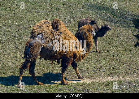Bactrian Camel or Camelus Bactrianus and Offspring Stock Photo