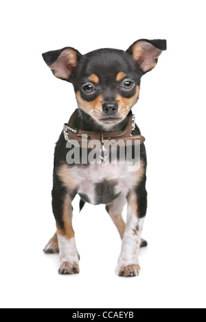 Black and Tan Chihuahua in front of a white background Stock Photo