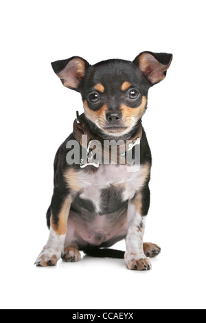 Black and Tan Chihuahua in front of a white background Stock Photo