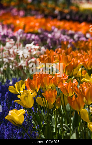 A field of tulips like a rainbow in spring Stock Photo