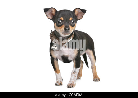 Black and Tan Chihuahua in front of a white background Stock Photo