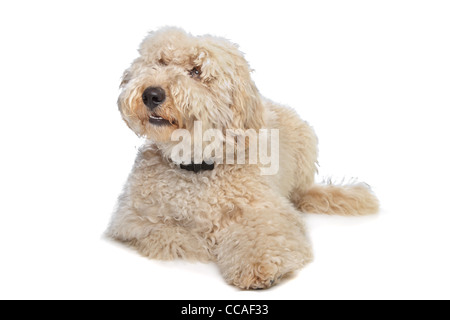 Australian Labradoodle in front of a white background Stock Photo
