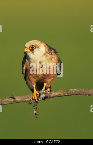 Female red-footed falcon (Falco vesperuinus) perched on a branch Stock Photo