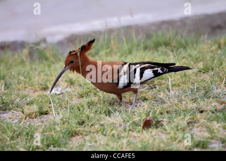African hoopoe foraging Stock Photo