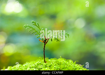 Cypress Seedling in Moss Stock Photo