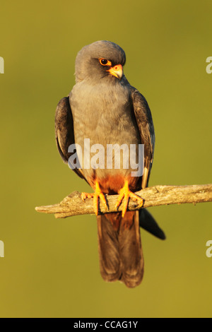 Male red-footed falcon Falco vesperuinus perched on a branch Stock Photo