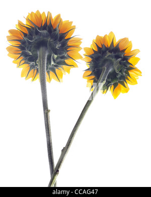 Two sunflowers on a white background Stock Photo