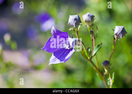 Chinese bellflower (platycodon grandiflorus) at Kumpula Botanical Garden, Helsinki, Finland, EU Stock Photo