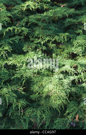 Microbiota Decussata, Siberian Cypress evergreen shrub in the summer Stock Photo
