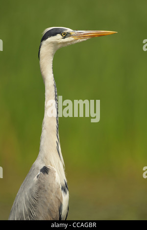 Adult grey heron Ardea cinerea Stock Photo
