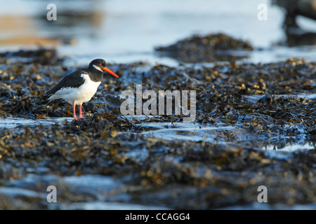 Eurasian oystercatcher (Haematopus ostralegus) standing among rock pools and seaweed at low tide showing winter plumage Stock Photo