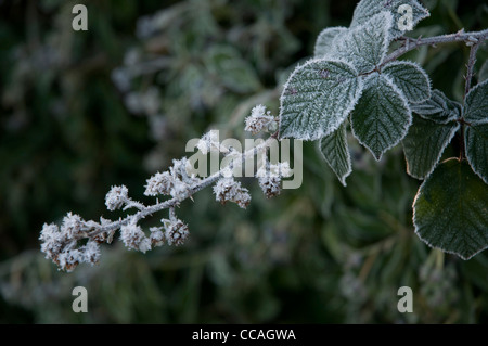 Frost on bramble leaves and dead blackberry stalks following heavy frost during night Stock Photo