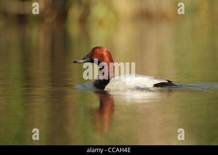 Male common Pochard (Aytha ferina) in summer breeding plumage, swimming. Stock Photo