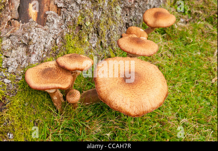 Clump of Honey fungus Armillaria mellea growing at base of a tree on Dartmoor, Devon UK Stock Photo